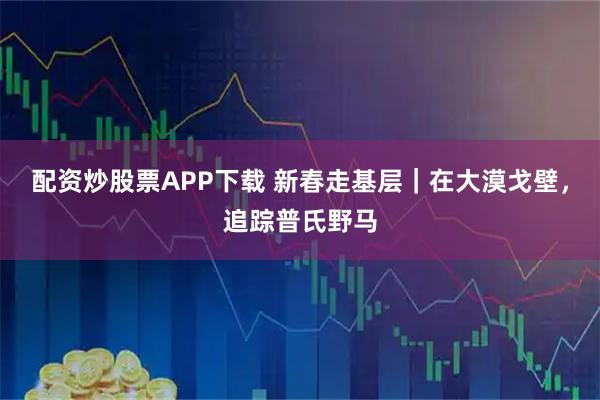 配资炒股票APP下载 新春走基层｜在大漠戈壁，追踪普氏野马